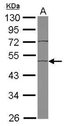 Anti-EDIL3 antibody used in Western Blot (WB). GTX104086
