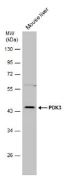Anti-PDK3 antibody [N1C2] used in Western Blot (WB). GTX104286
