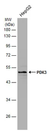 Anti-PDK3 antibody [N1C2] used in Western Blot (WB). GTX104286