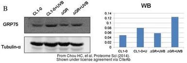 Anti-Grp75 antibody used in Western Blot (WB). GTX104407