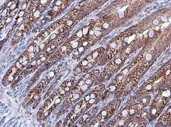 Anti-Grp75 antibody used in IHC (Paraffin sections) (IHC-P). GTX104407