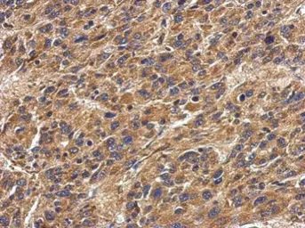Anti-HLA-DPA1 antibody used in IHC (Paraffin sections) (IHC-P). GTX104414