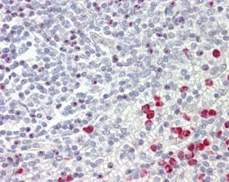 Anti-GNAQ antibody used in IHC (Paraffin sections) (IHC-P). GTX104544