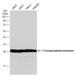 Anti-Triosephosphate isomerase antibody [C2C3], C-term used in Western Blot (WB). GTX104618