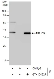 Anti-AKR1C3 antibody [C2C3], C-term used in Immunoprecipitation (IP). GTX104627