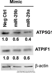 Anti-ATP5G1 antibody [N1C1] used in Western Blot (WB). GTX104671