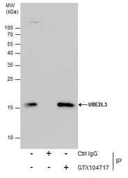 Anti-UBE2L3 antibody used in Immunoprecipitation (IP). GTX104717