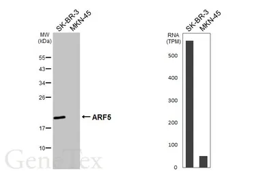 Anti-ARF5 antibody used in Western Blot (WB). GTX104783