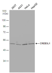 Anti-CREB3L1 antibody [C3], C-term used in Western Blot (WB). GTX104818
