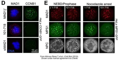 Anti-MAD1 antibody used in Immunocytochemistry/ Immunofluorescence (ICC/IF). GTX105079