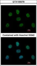 Anti-MAD1 antibody used in Immunocytochemistry/ Immunofluorescence (ICC/IF). GTX105079