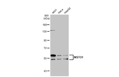 Anti-MSTO1 antibody [N1C1] used in Western Blot (WB). GTX105110