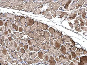 Anti-OGDH antibody [C2C3], C-term used in IHC (Paraffin sections) (IHC-P). GTX105124