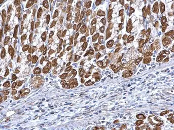 Anti-ETFA antibody used in IHC (Paraffin sections) (IHC-P). GTX105155