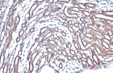 Anti-FDPS antibody [N1C3] used in IHC (Paraffin sections) (IHC-P). GTX105301