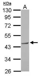 Anti-BRCC45 antibody used in Western Blot (WB). GTX105364