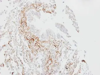 Anti-SGLT1 antibody [N3C3] used in IHC (Paraffin sections) (IHC-P). GTX105367