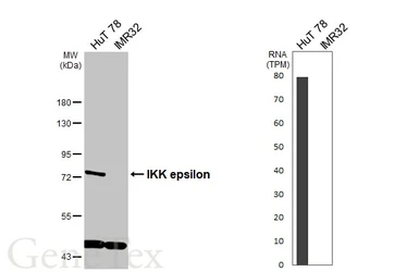Anti-IKK epsilon antibody [N2C3] used in Western Blot (WB). GTX105547