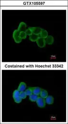 Anti-FLRT1 antibody [N1N3] used in Immunocytochemistry/ Immunofluorescence (ICC/IF). GTX105597