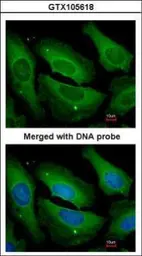 Anti-PP1C gamma antibody [N1C2] used in Immunocytochemistry/ Immunofluorescence (ICC/IF). GTX105618
