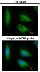 Anti-EEF1E1 antibody [N1C3] used in Immunocytochemistry/ Immunofluorescence (ICC/IF). GTX105658