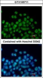 Anti-Nkx2.5 antibody used in Immunocytochemistry/ Immunofluorescence (ICC/IF). GTX105711