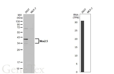 Anti-Nkx2.5 antibody used in Western Blot (WB). GTX105711