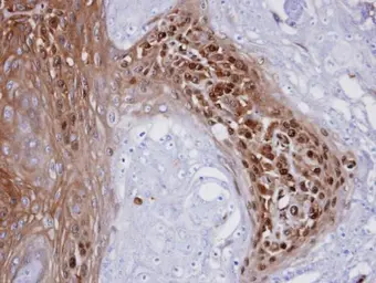 Anti-WBSCR22 antibody used in IHC (Paraffin sections) (IHC-P). GTX105840