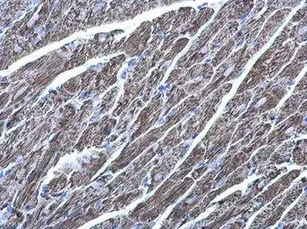 Anti-MDH2 antibody used in IHC (Paraffin sections) (IHC-P). GTX105870