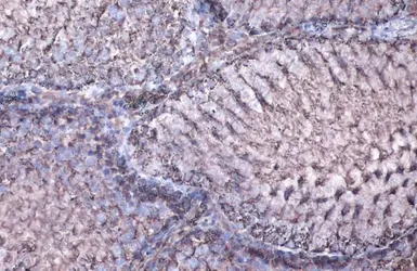 Anti-MDH2 antibody used in IHC (Paraffin sections) (IHC-P). GTX105870