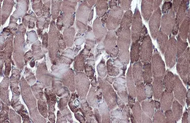 Anti-MDH2 antibody used in IHC (Paraffin sections) (IHC-P). GTX105870