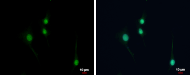 Anti-NPAS1 antibody used in Immunocytochemistry/ Immunofluorescence (ICC/IF). GTX105876