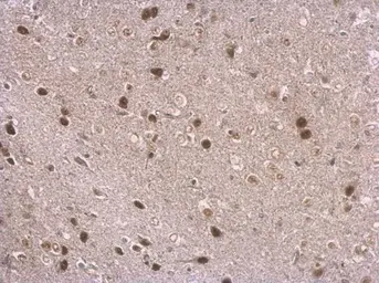 Anti-NPAS1 antibody used in IHC (Paraffin sections) (IHC-P). GTX105876