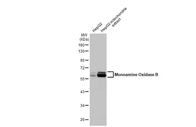 Anti-Monoamine Oxidase B antibody [N2C3] used in Western Blot (WB). GTX105970