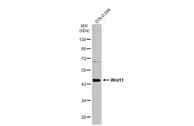 Anti-Wnt11 antibody used in Western Blot (WB). GTX105971