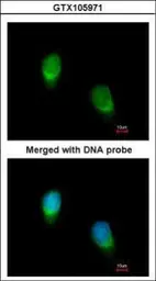 Anti-Wnt11 antibody used in Immunocytochemistry/ Immunofluorescence (ICC/IF). GTX105971