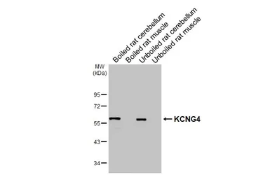Anti-KCNG4 antibody used in Western Blot (WB). GTX106058