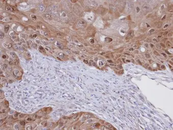 Anti-IDI1 antibody [N1C2] used in IHC (Paraffin sections) (IHC-P). GTX106100