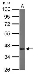 Anti-hnRNP A1 antibody used in Western Blot (WB). GTX106208