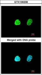 Anti-hnRNP A1 antibody used in Immunocytochemistry/ Immunofluorescence (ICC/IF). GTX106208