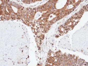 Anti-SPFH2 antibody [C2C3], C-term used in IHC (Paraffin sections) (IHC-P). GTX106277