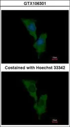 Anti-ELMO1 antibody [C3], C-term used in Immunocytochemistry/ Immunofluorescence (ICC/IF). GTX106301