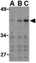 Anti-IRF3 antibody used in Western Blot (WB). GTX10632