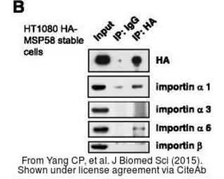 Anti-KPNA4 antibody [C3], C-term used in Western Blot (WB). GTX106325