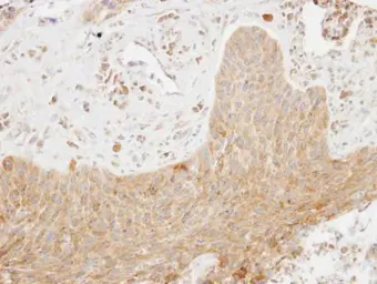 Anti-SCAP2 antibody [C2C3], C-term used in IHC (Paraffin sections) (IHC-P). GTX106357