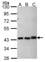 Anti-MKRN1 antibody [N2N3] used in Western Blot (WB). GTX106459