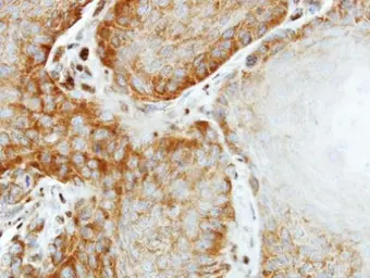 Anti-EIF2 beta antibody used in IHC (Paraffin sections) (IHC-P). GTX106484