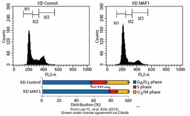 Anti-MAF1 antibody used in Western Blot (WB). GTX106776