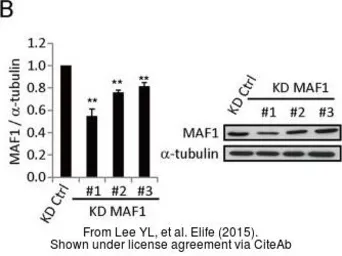 Anti-MAF1 antibody used in Western Blot (WB). GTX106776