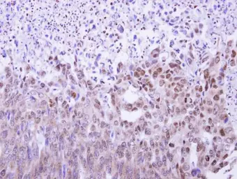Anti-MAF1 antibody used in IHC (Paraffin sections) (IHC-P). GTX106776
